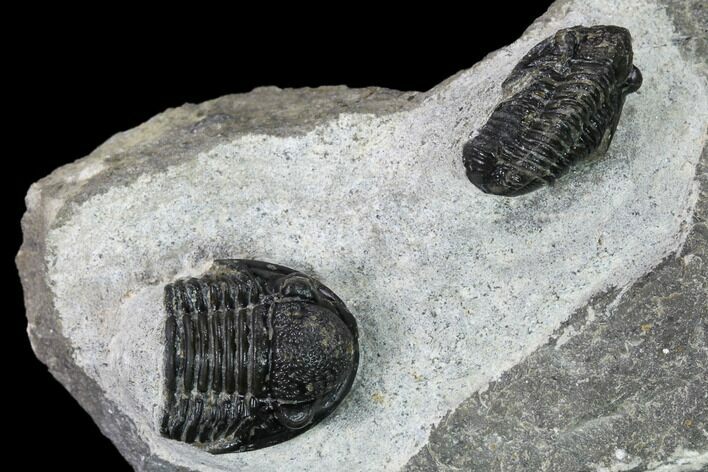 Two Detailed Gerastos Trilobite Fossils - Morocco #164740